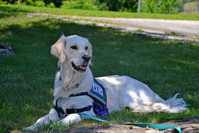 PTSD and Service Dogs: How They Can Help with Your Recovery - A Golden Retriever wearing a service dog vest laying in the shade